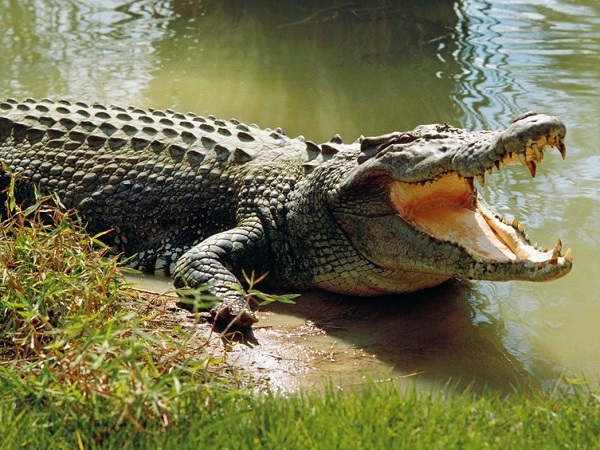 Nằm mơ thấy cá sấu là điềm gì ? đánh con số mấy ?
