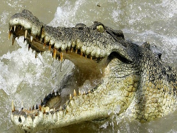 Giải mã ý nghĩa giấc mơ thấy cá sấu nên đánh con gì?