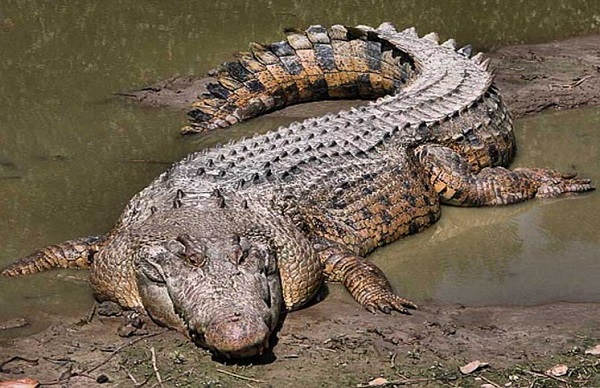   Nằm mơ thấy cá sấu có điềm báo gì, tốt hay xấu?