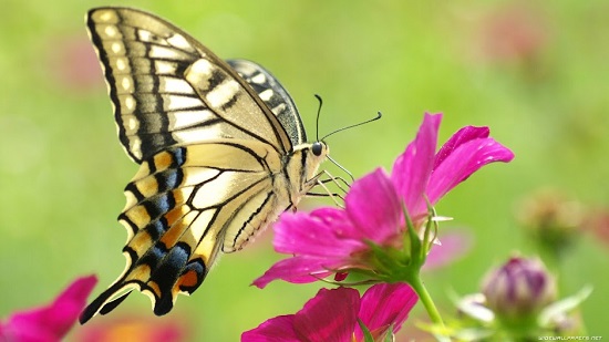 Nằm mơ thấy bướm đánh con gì-Giải mã giấc mơ thấy bướm?